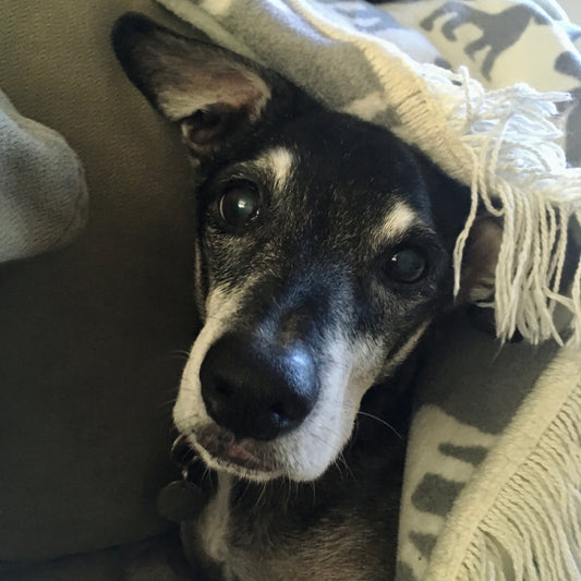 Photo of a black dog peeking out from a white and grey blanket