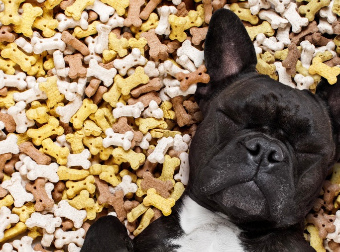 a photo of a black, Boston terrier laying in a pile of dog treats