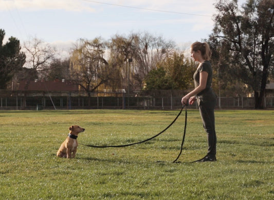 a photo of a young woman with a long dog training lead at a park teaching a dog to stay