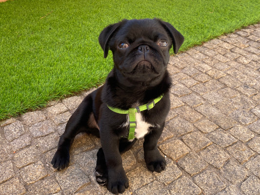 a photo of a black pug puppy wearing a bright green harness sitting on a path with green astroturf in the background. This represents a blog post in how to potty train a puppy