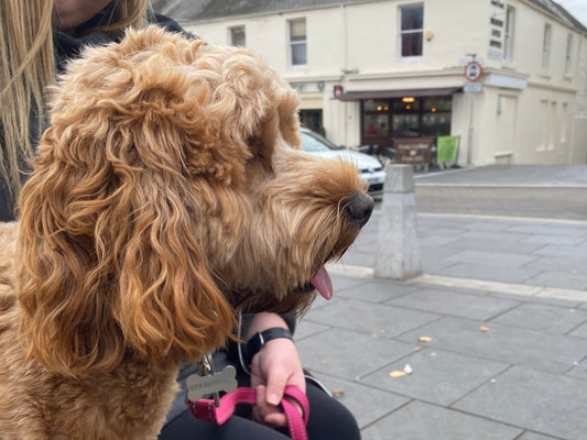 a side photo of a cockapoo during a training session for reactivity, background is a small town street