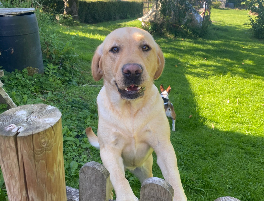 a photo of a light tan Labrador with it's feet up on a fence post