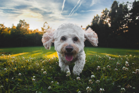 Downsizing With a Pet: A Smaller Space Still Holds Plenty of Love