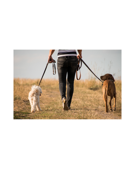 an image of a person walking two dogs