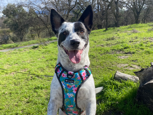 a photo of a black and white dog wearing a no pull dog harness from fearless pet