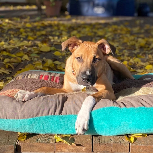 Patience - The Key to Good Dog Training - FearLess Pet