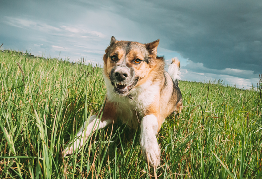 a photo of a shepherd mix dog coming towards the camera bearing it's teeth and showing aggression for a blog about dog aggression