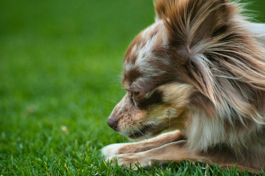 How to Help Your Fearful Dog