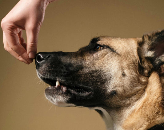 a photo of a German Shepard dog being offered a treat as a photo for a blog on to choose a dog trainer