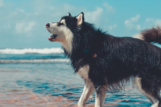 a photo of a husky dog at a beach barking as a representation for a blog post about using counter conditioning for dog training by fearless pet