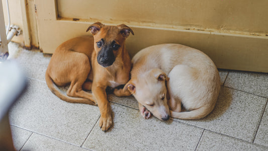 Tools and Tips for Helping Abandoned Animals in Your Community