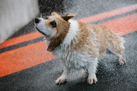 a photo of a corgi shaking off water