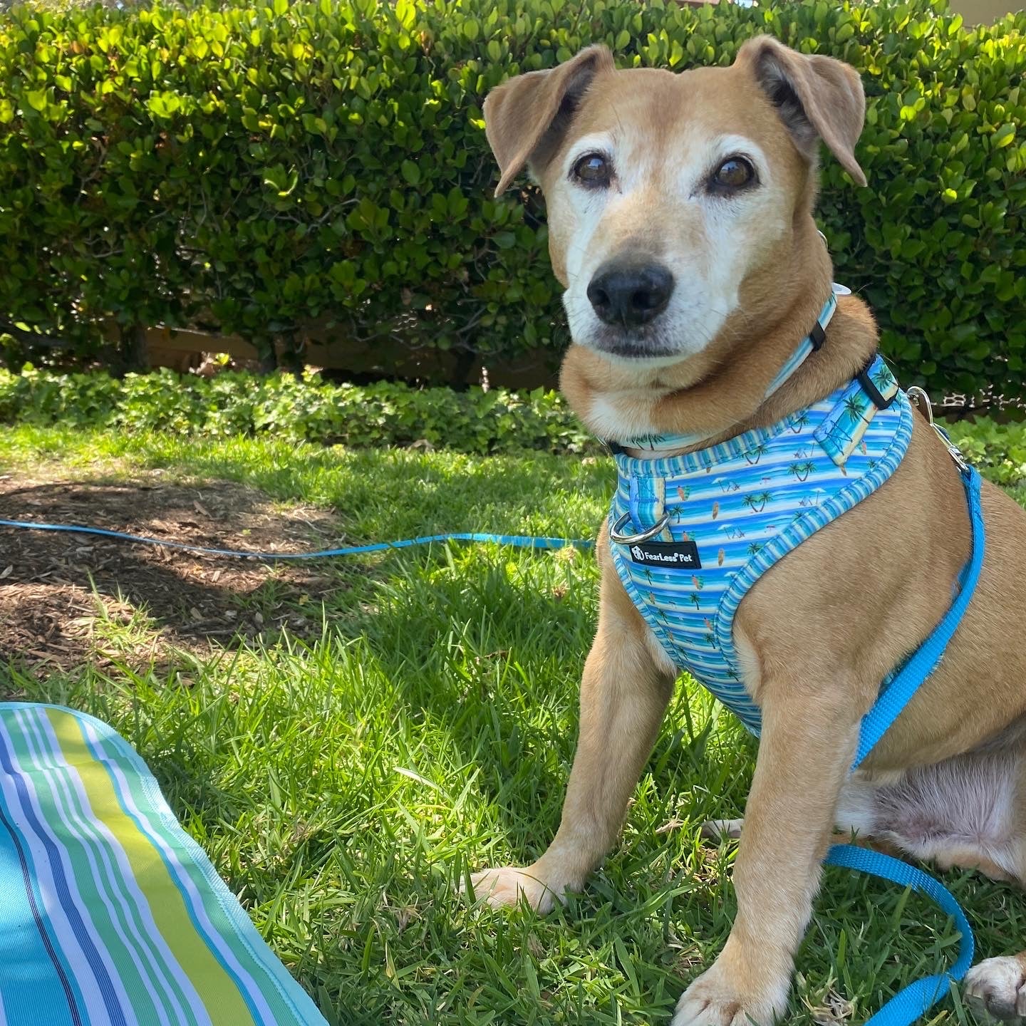 a photo of a tan dog sitting on grass wearing a beach print harness from fearless pet 