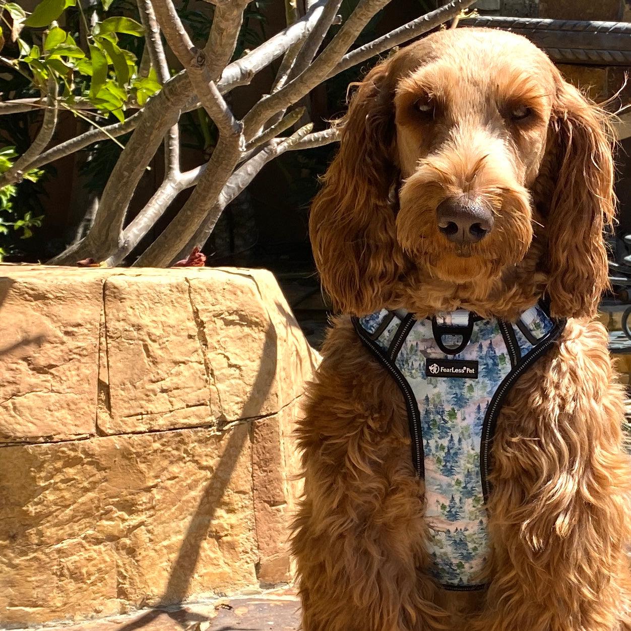 photo graph of our forest theme no pull dog harness on a labradoodle fearless pet