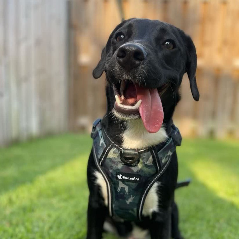 a photo of a black and white dog with it's tongue hanging over the side wearing a green camo dog harness with grass and wood behind