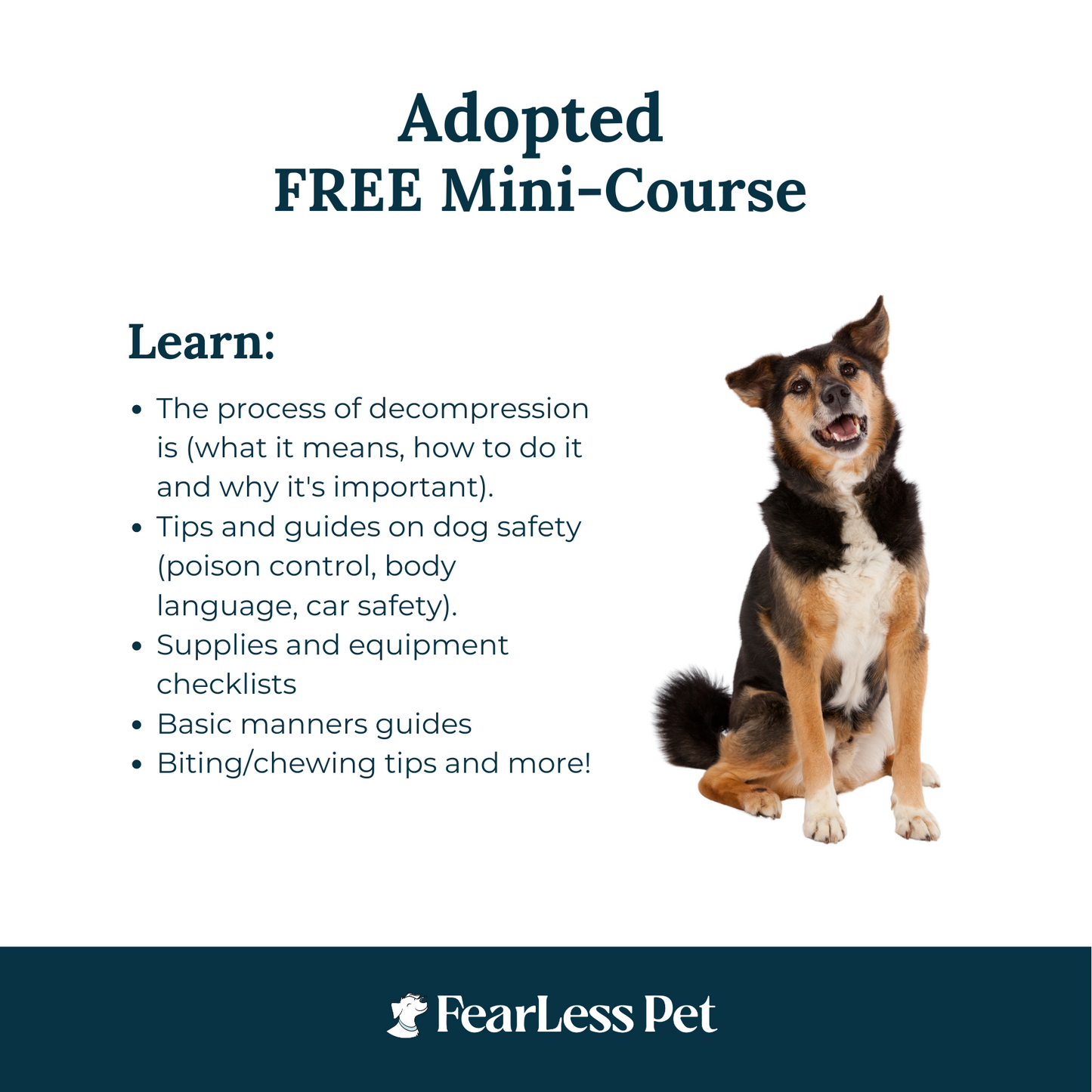 an image of a dog for a free online dog training course for adopted dogs from fearless pet