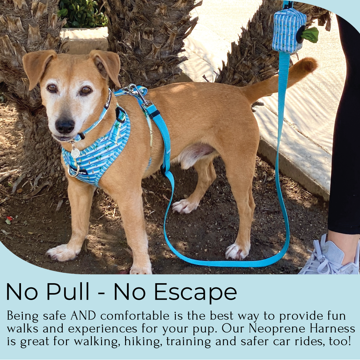 an infographic os a no escape harness in beach print by fearless pet on a tan short haired dog with text below explaining no pull no escape benefits