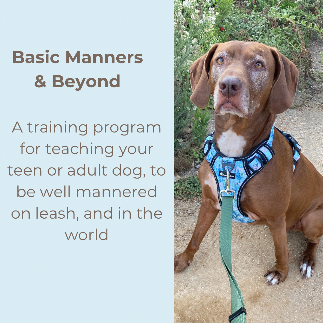 an infographic for a basic manners training program for teen and adult dogs from fearless pet