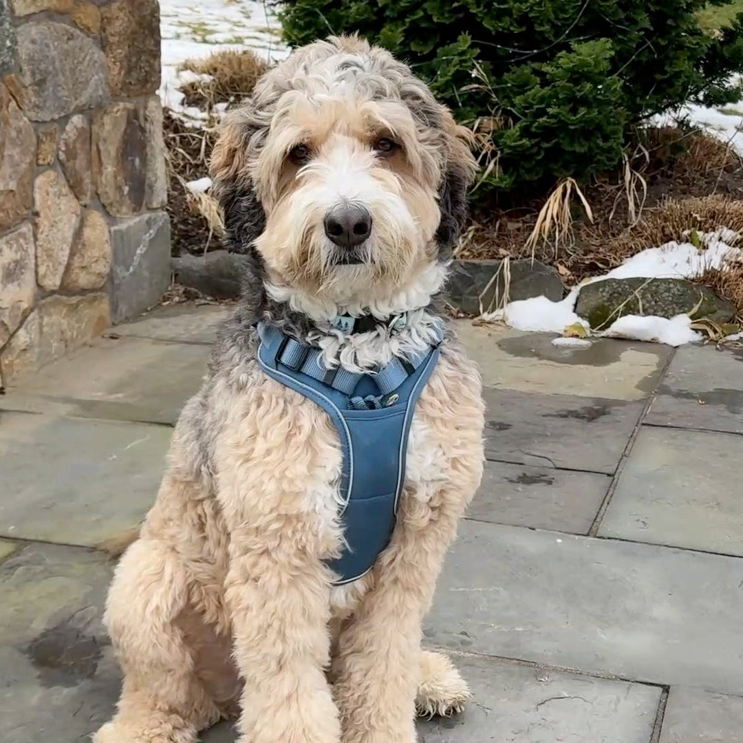 a photo of a doodle wearing a walk star harness in blue from fearless pet