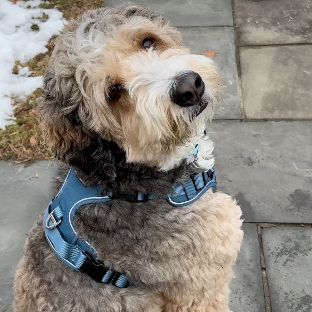 a photo of a doodle dog wearing an escape proof harness from fearless pet