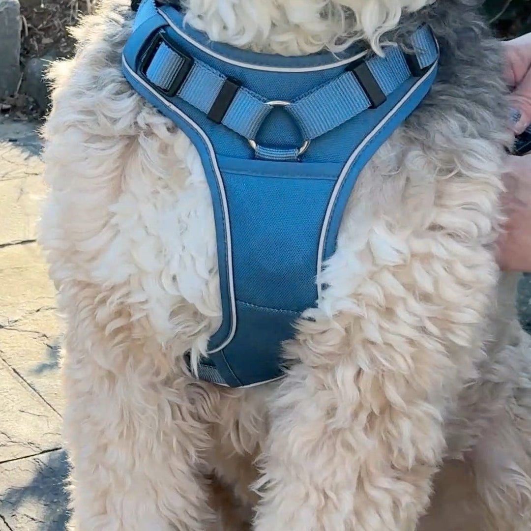 a photo of the front of a no pull harness in blue from fearless pet