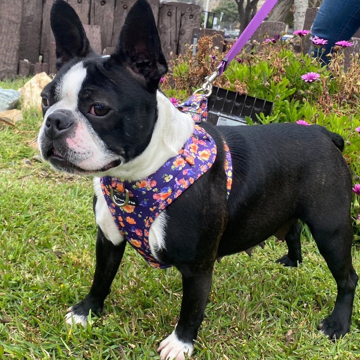a photo of a black and white French bulldog standing on grass wearing a purple and orange floral escape proof dog harness for extra small medium dogs
