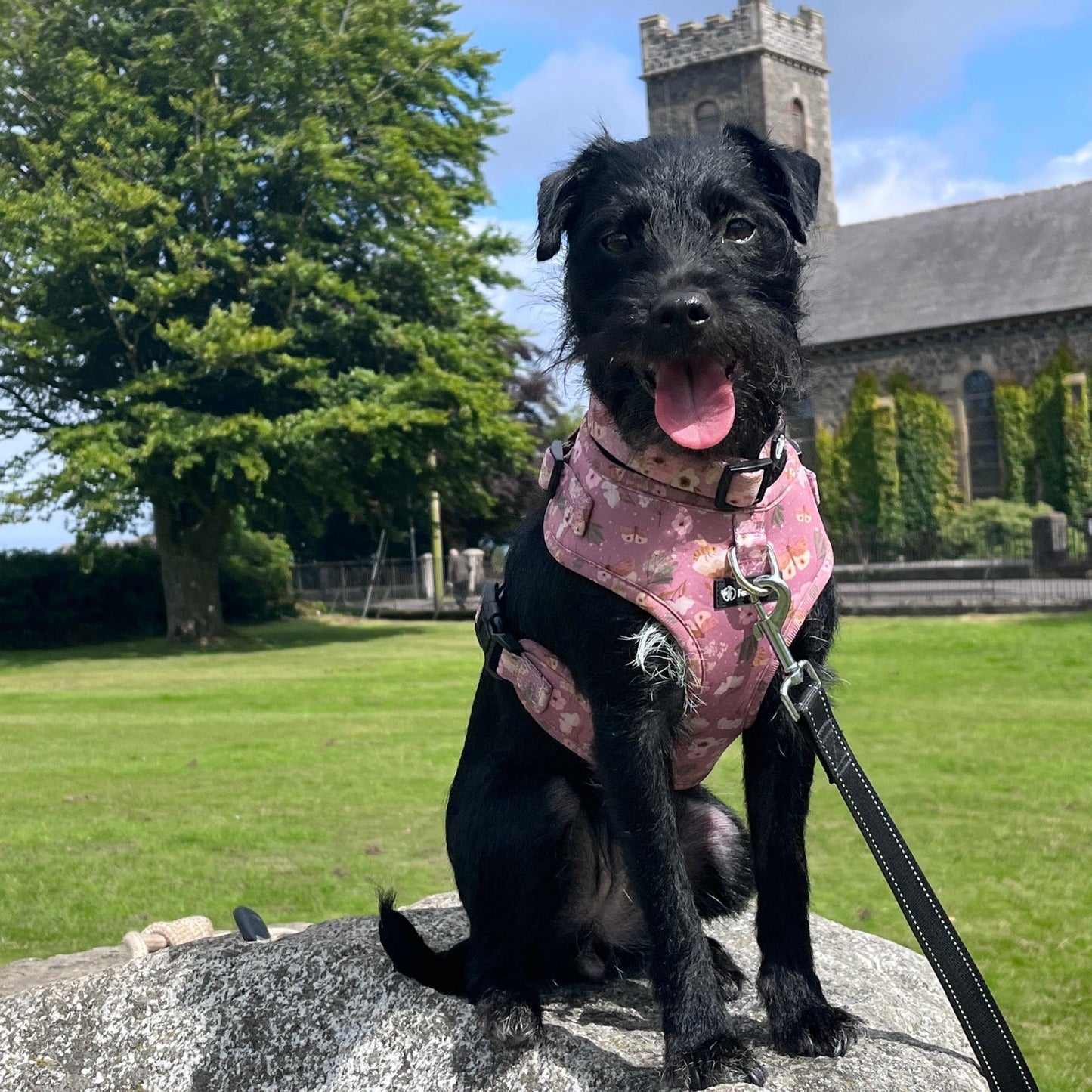 a photo of a black dog wearing a pink floral front clip harness and matching collar sitting on a rock with a castle and green grass in the background