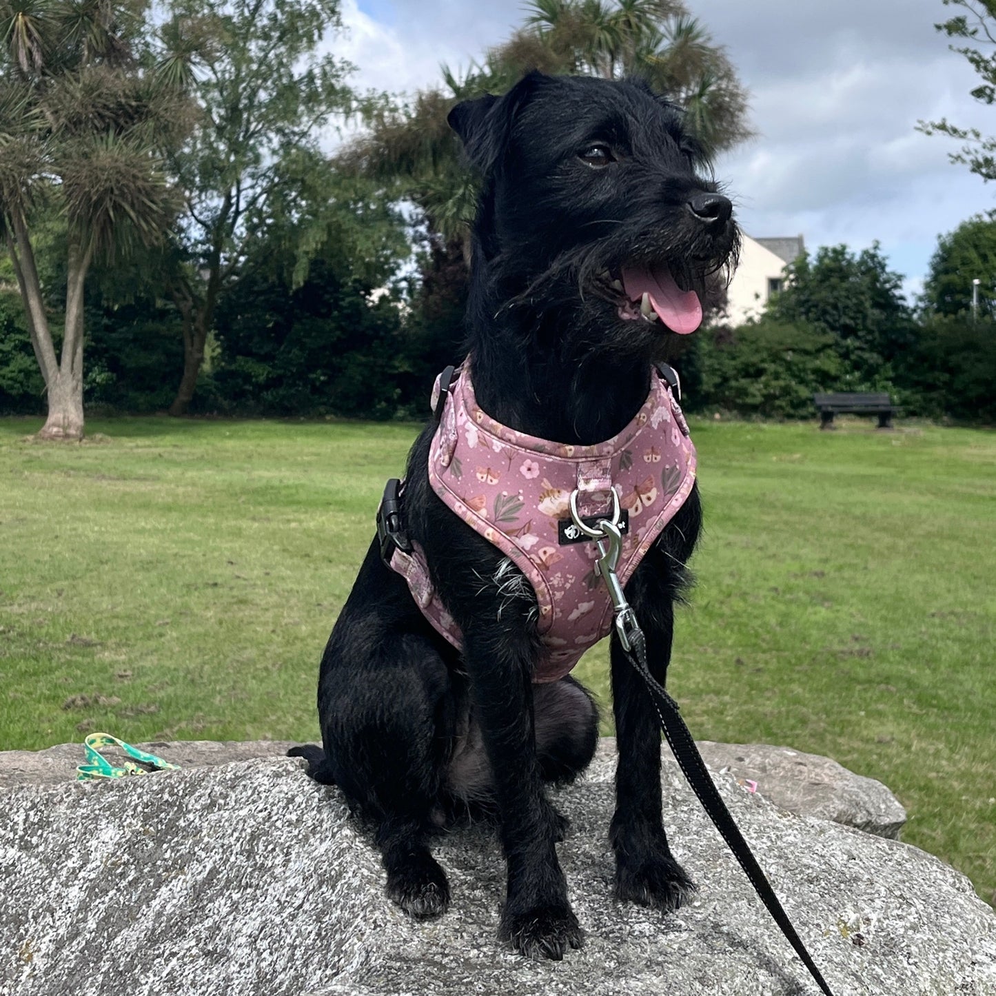 a photo of a black dog modeling a dusty pink harness while sitting on a rock with green grass in the background