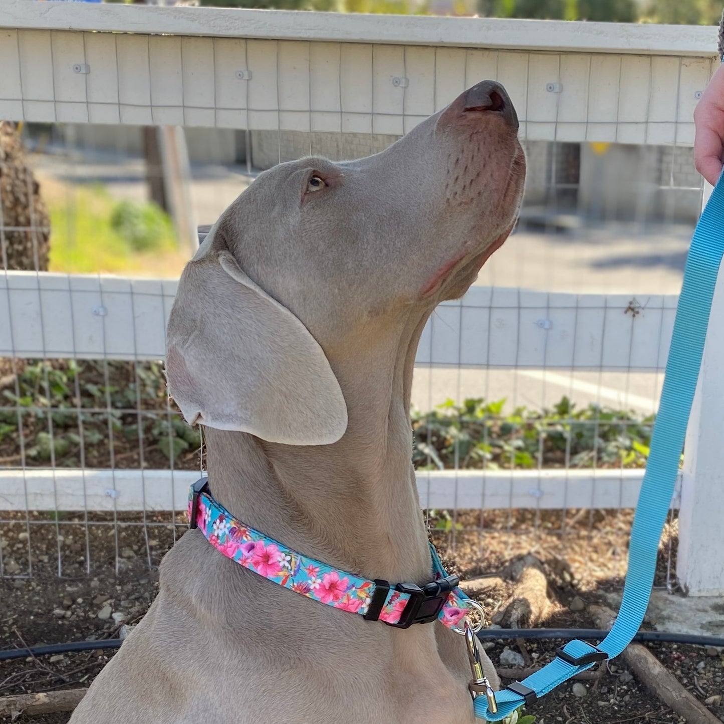 a side photo of a Weimaraner wearing a teal Hawaiian print dog collar from fearless pet