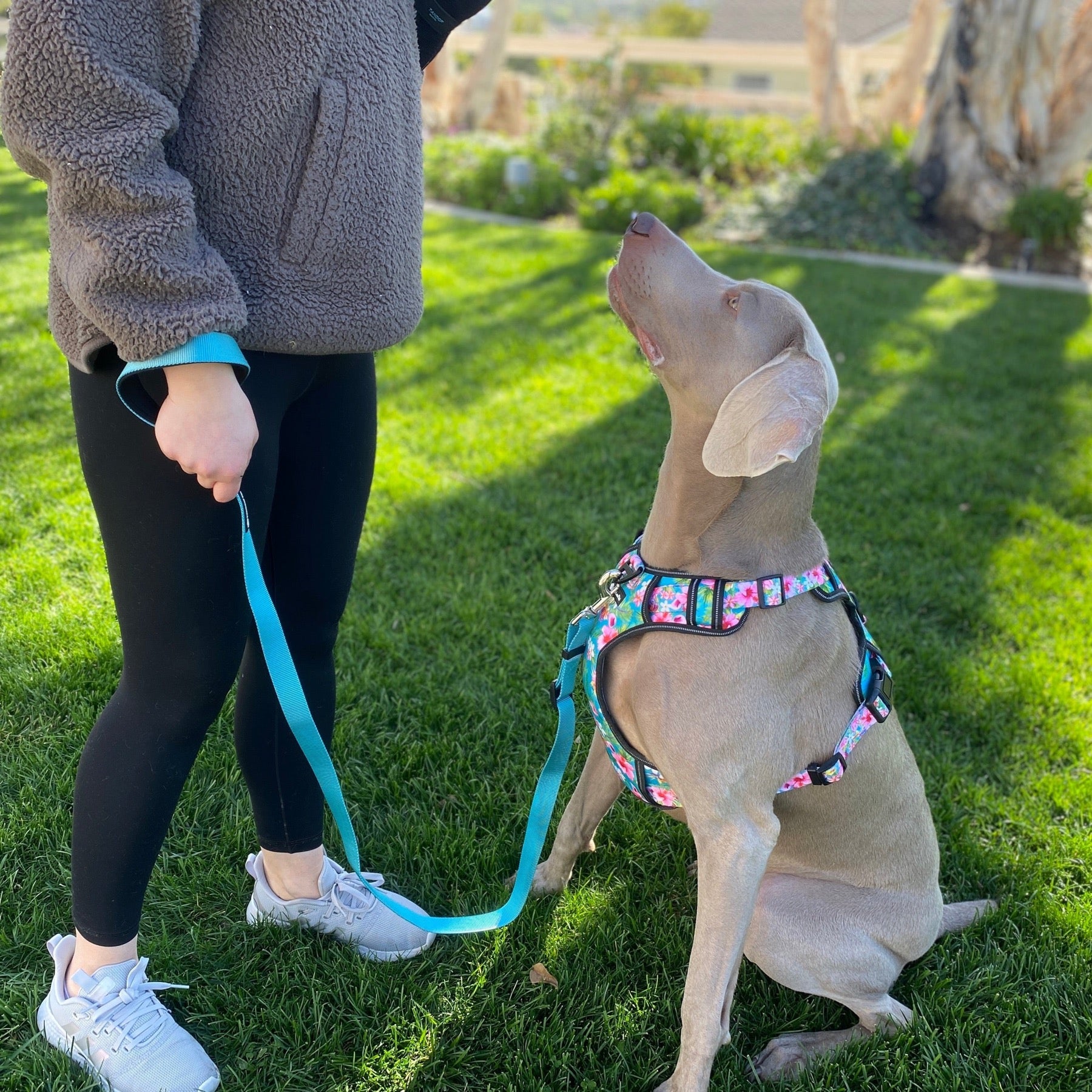 a photo of a Weimaraner looking up at a person that is holding a teal blue leash and the dog is wearing a large floral dog harness by fearless pet