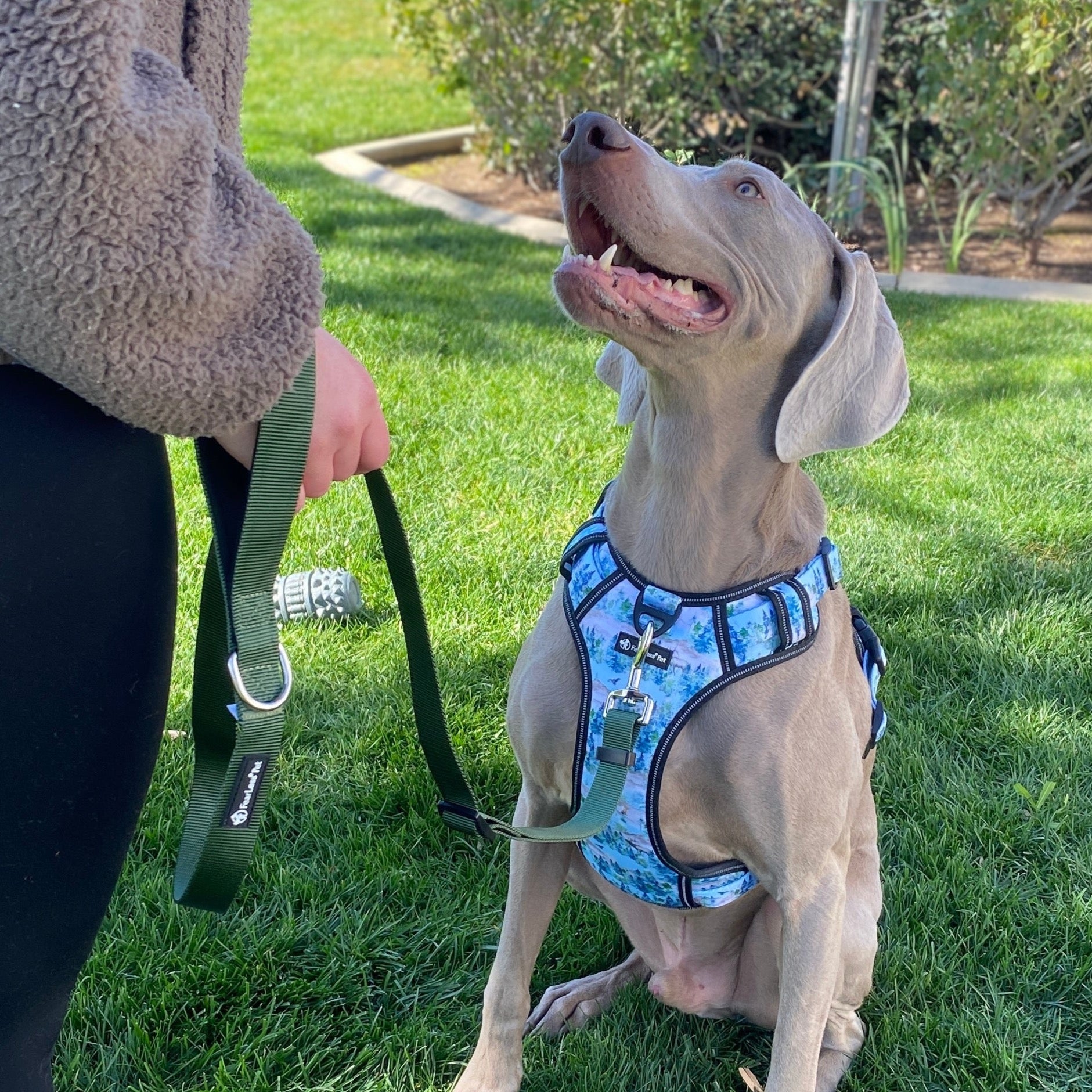 a photo of a Weimaraner dog looking up at a trainer while wearing a matching leash and harness set from fearless pet