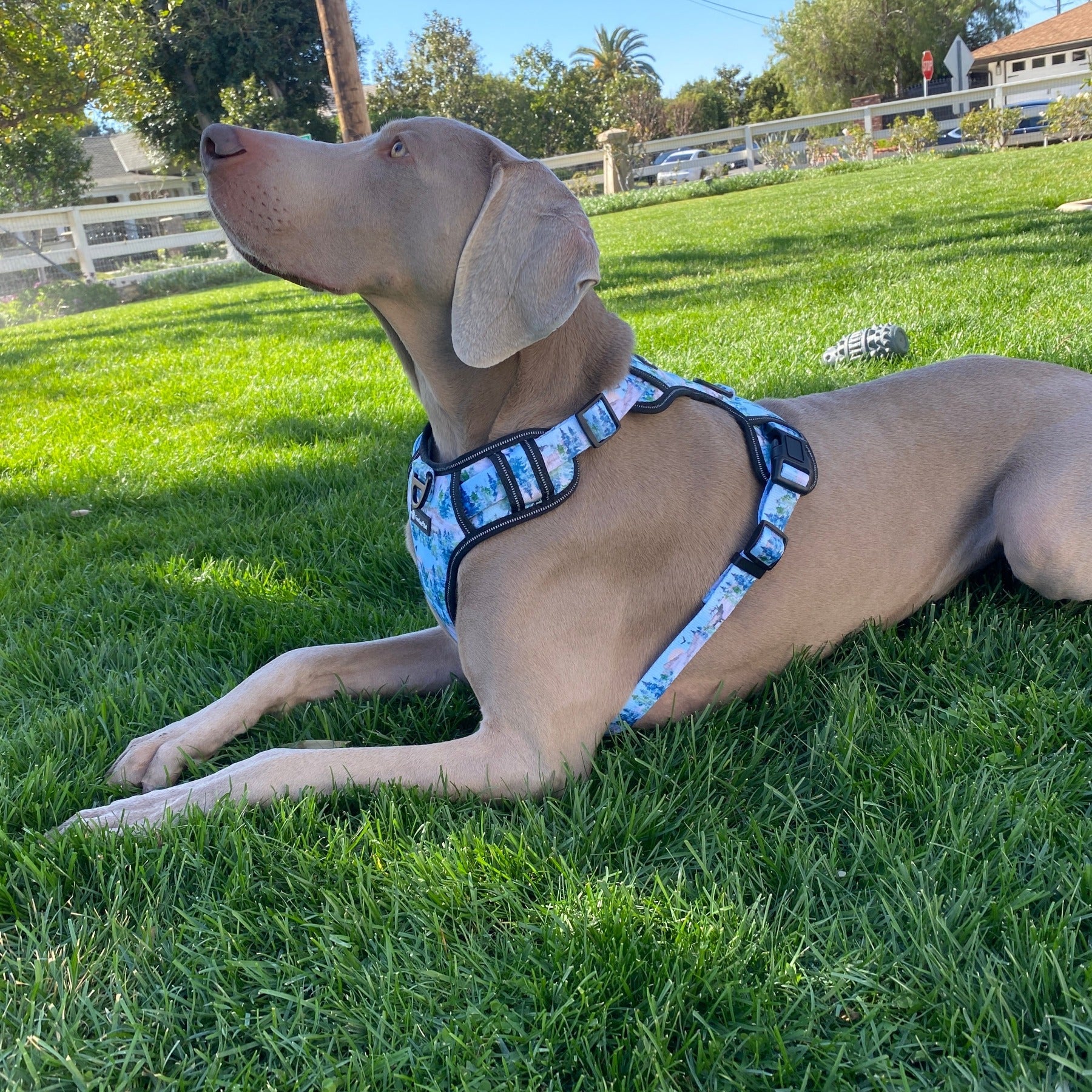 a photo of a Weimaraner dog laying in the grass modeling a trees print dog harness from fearless pet