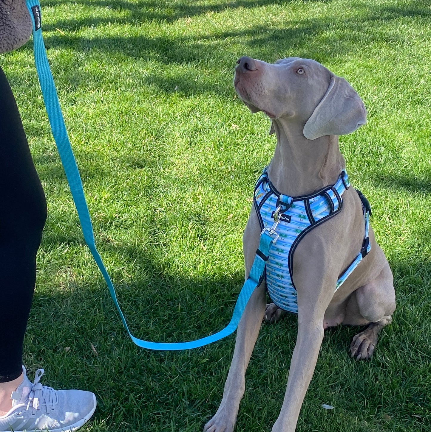 No Pull Heavy Duty Dog Harness