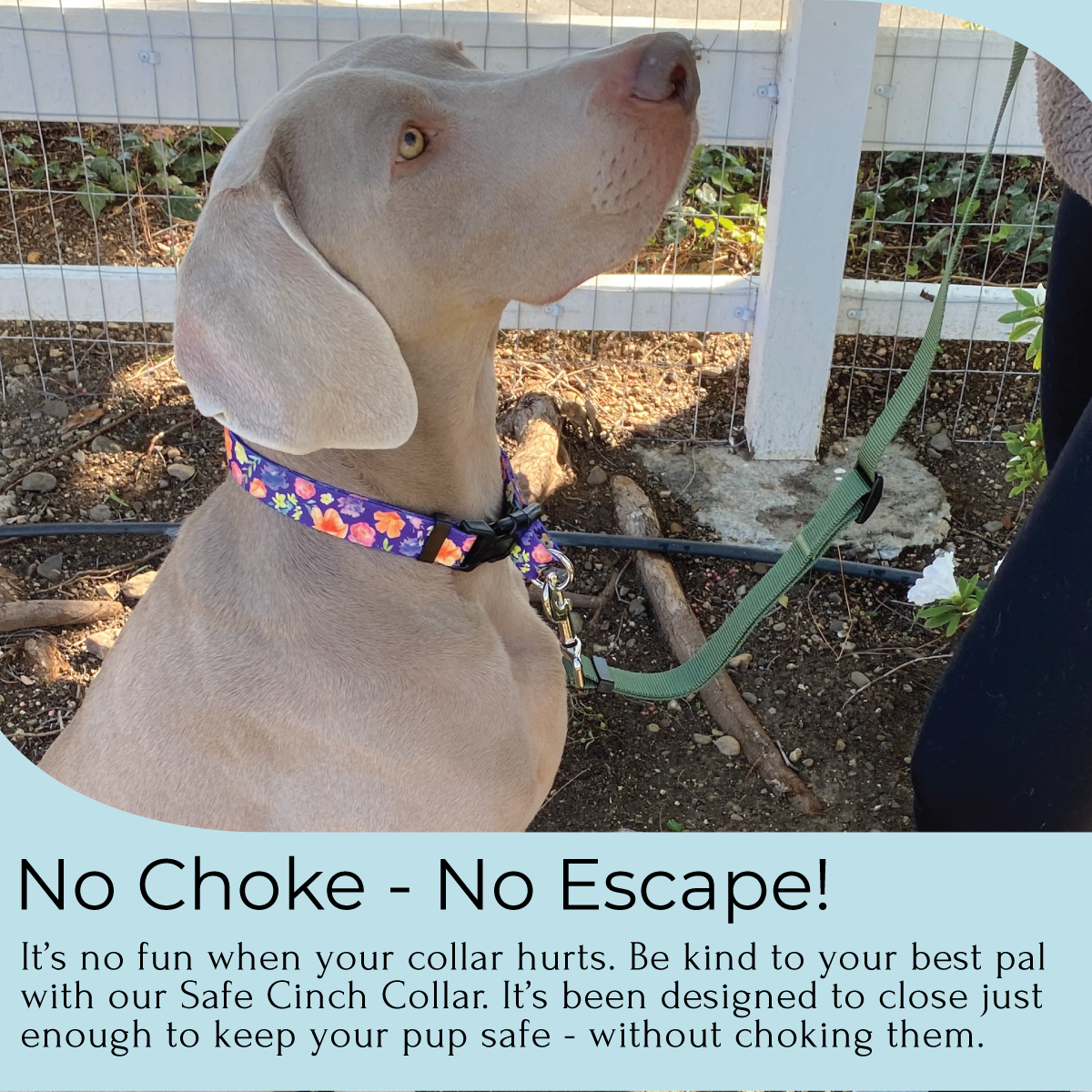 an infographic of a weimeraner dog wearing a purple floral no escape dog collar for large dog from fearless pet