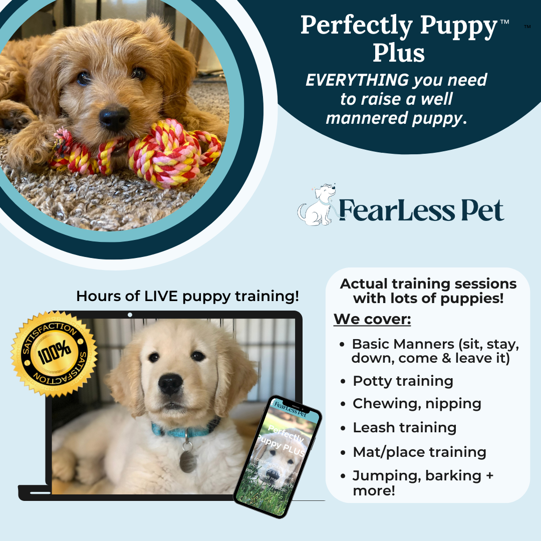 an infographic for a dog training package for a medium to large puppy including potty training, biting and how to train a puppy to walk on leash