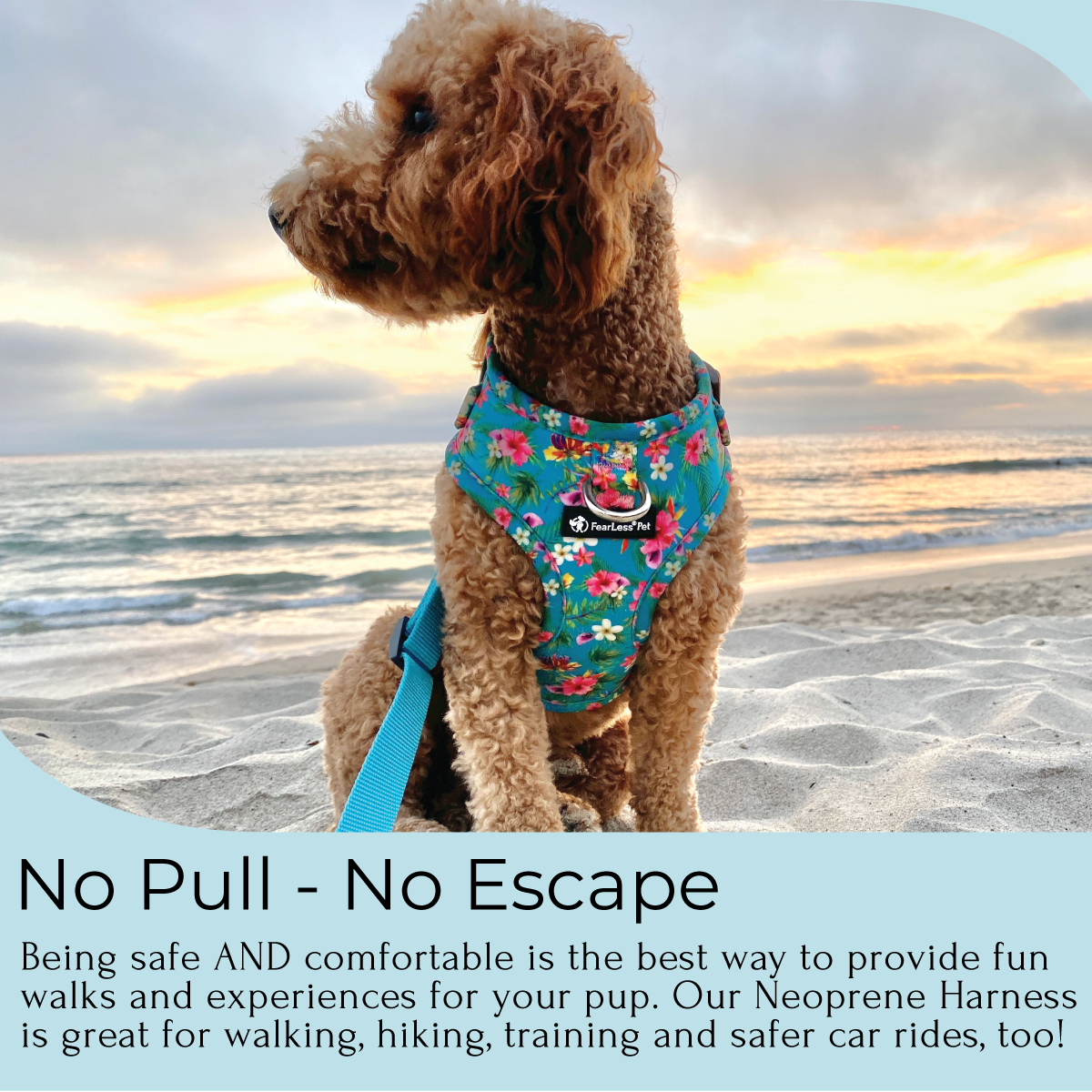 a photo of a tan poodle sitting on the beach with a sunset wearing a teal blue floral small dog harness that is no pull and no escape dog harness