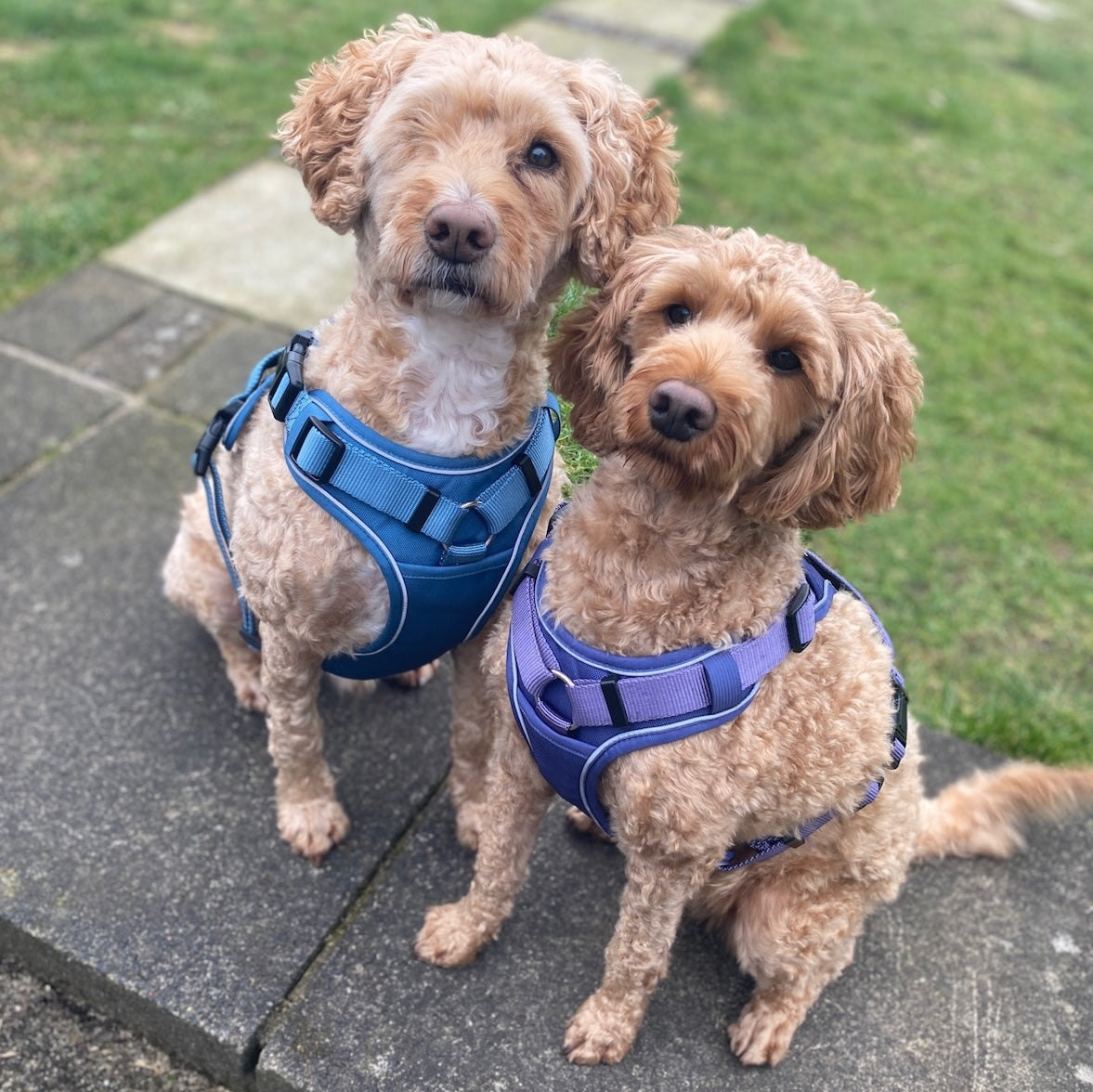 a photo of two goldendoodles wearing walk star dog training harnesses in blue and purple fromfearless pet