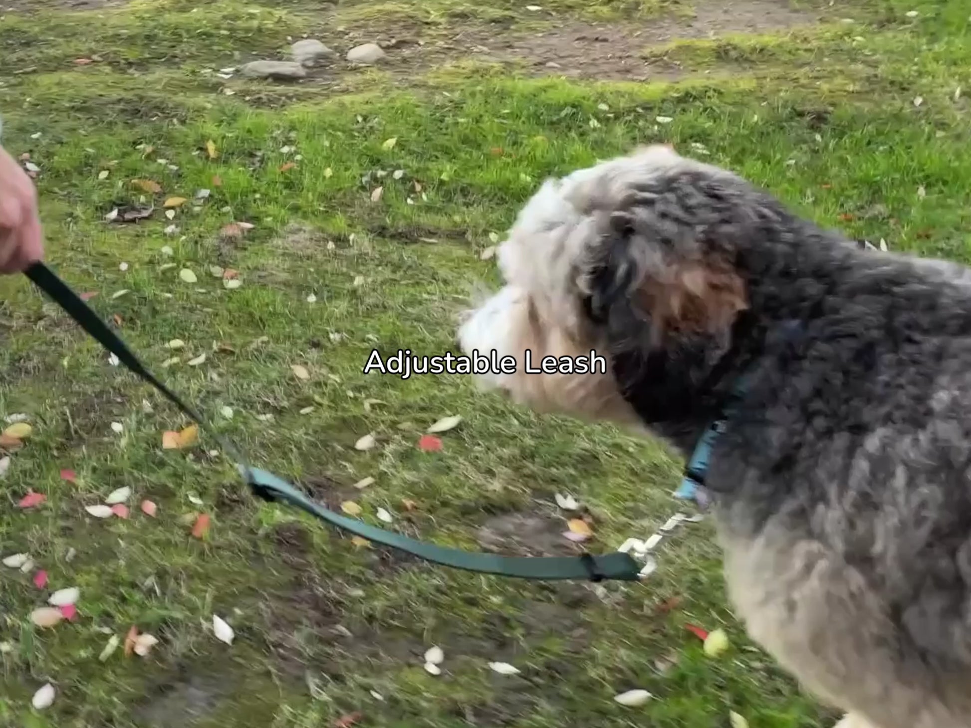 a video demonstrating an adjustable leash from fearless pet
