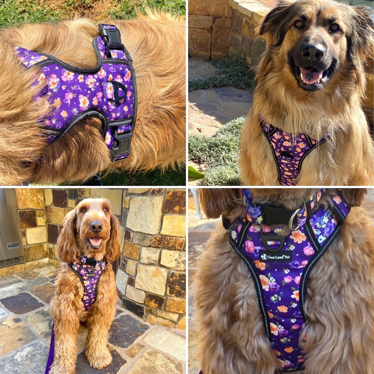 photo of a large dog harness on two dogs