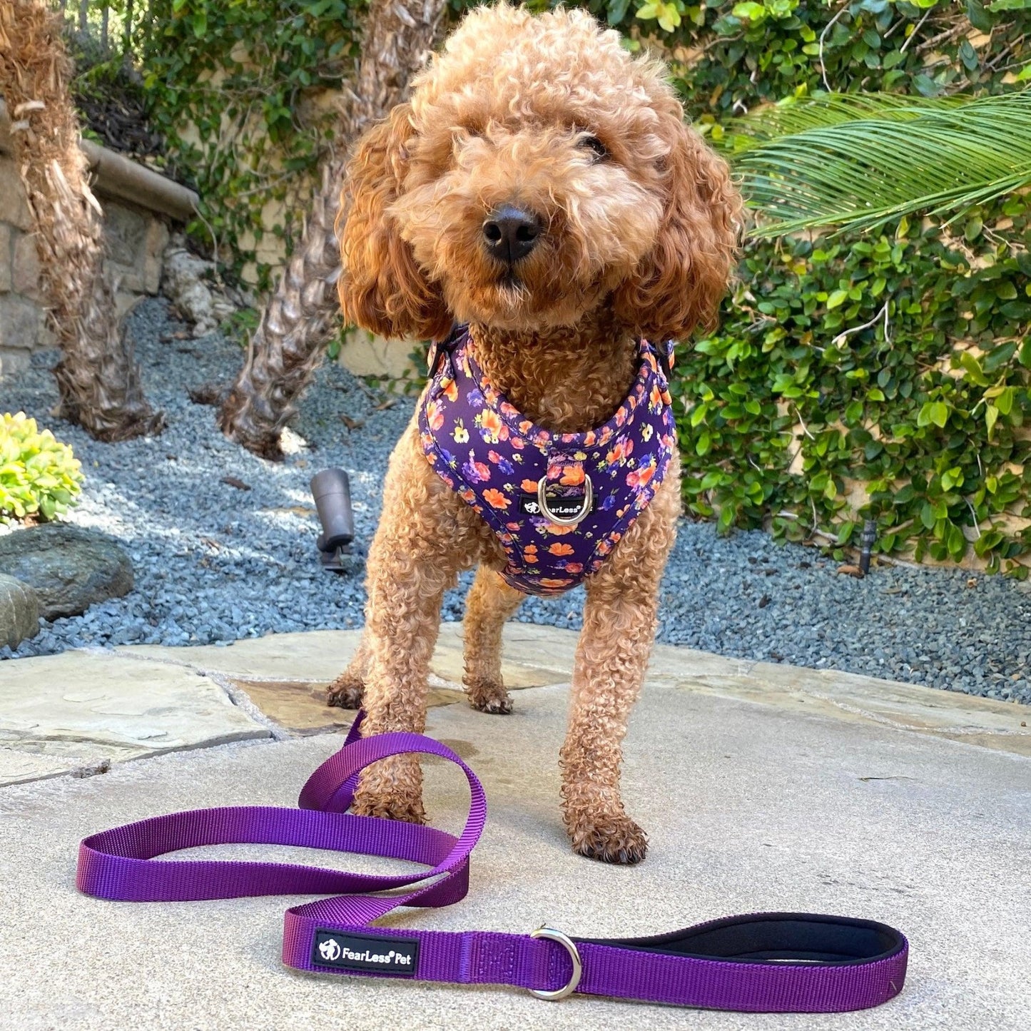 a photo of a purple floral no pull dog harness for small dogs on a light brown miniature poodle
