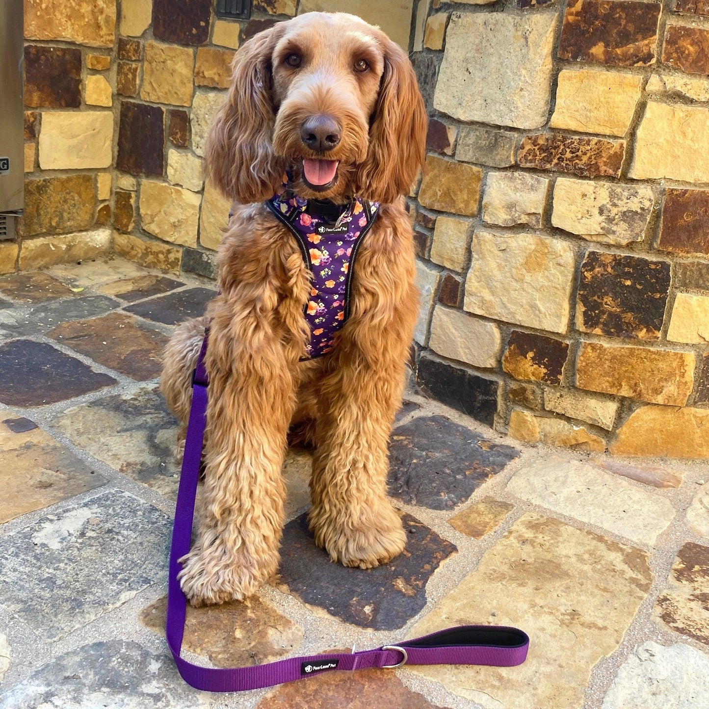 a purple no pull harness and leash on a labradoodle