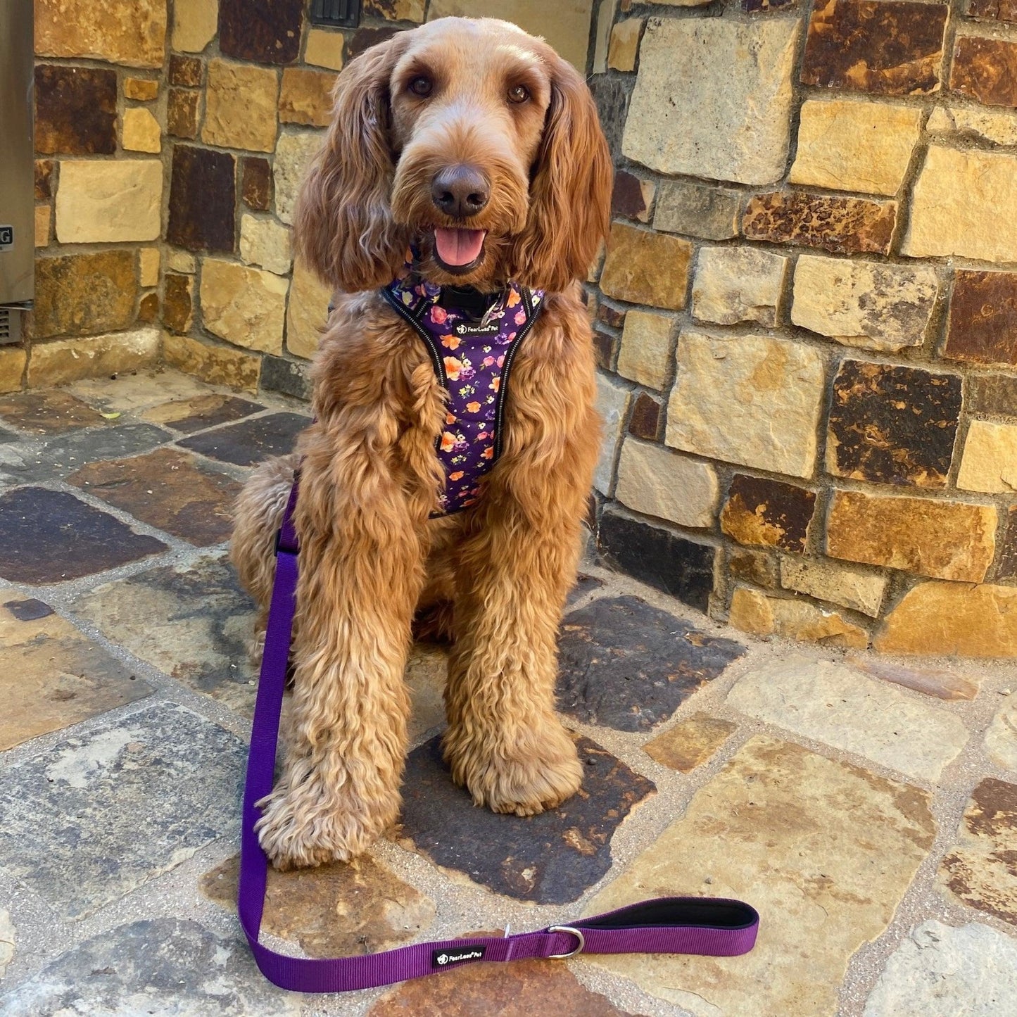 photo of a labradoodle modeling a no pull dog harness in a purple floral print and a purple adjustable padded handle leash from fearless pet