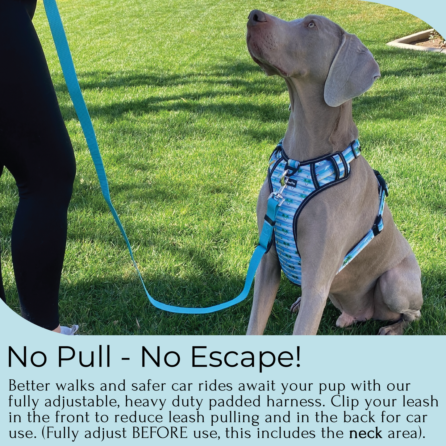 a photo of a Weimaraner dog wearing a large no pull dog harness in a beach stripe print with grass behind. The caption features the words no pull no escape to define the harness