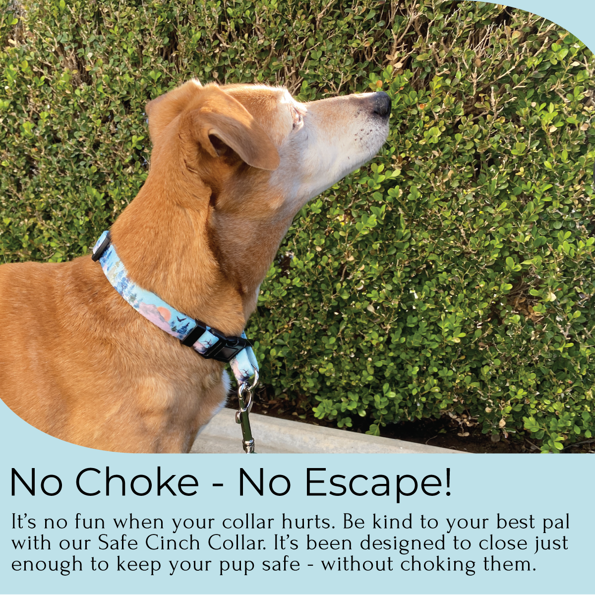 an infographic of a no choke no escape dog collar on a small tan dog