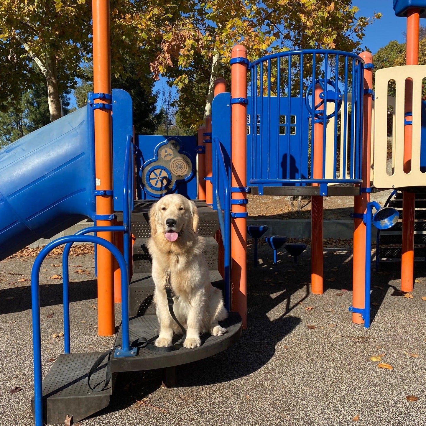 a photo of a large golden retriever sitting on a park play structure while training with fearless pet