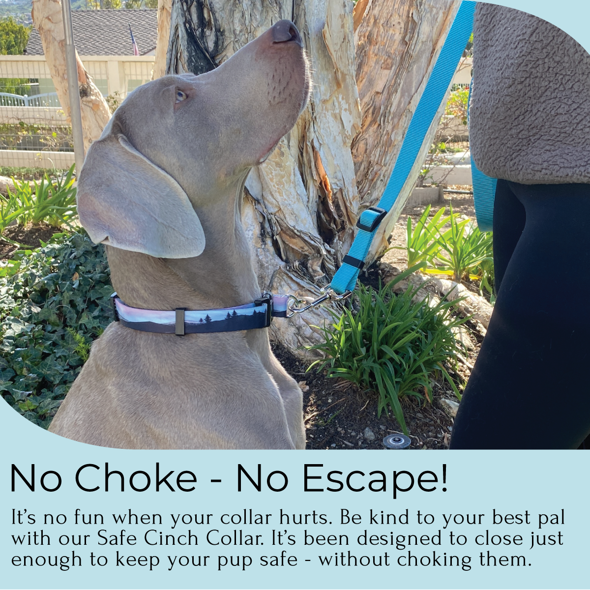 infographic for a no choke no escape safe cinch dog collar