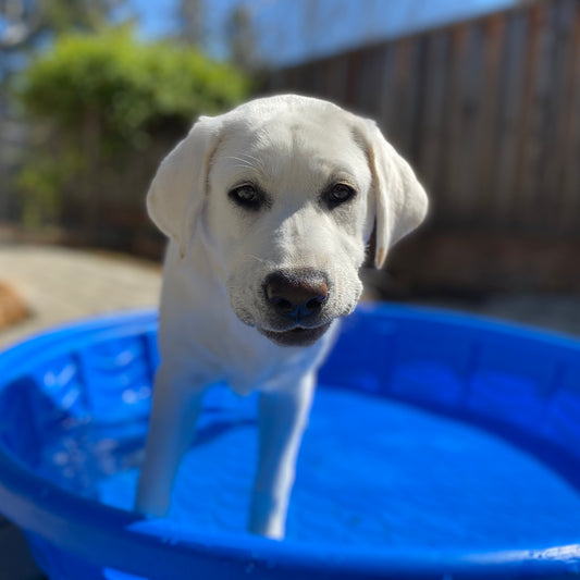 Photo of a white Labrador in a bright blue kiddie pool