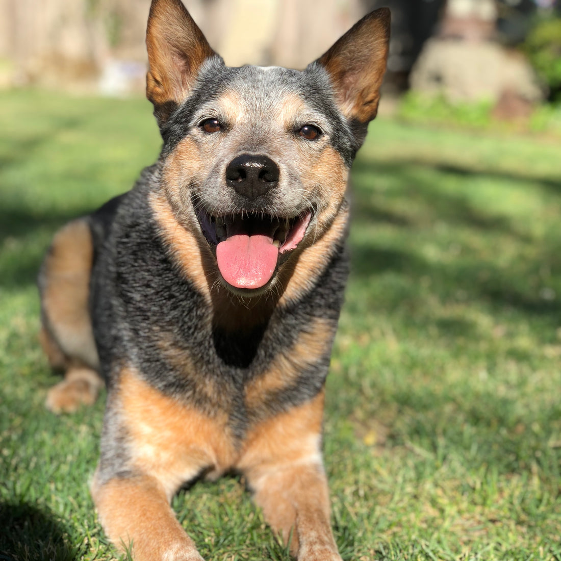 Photo of a very happy Queensland Heeler dog laying on grass as a blog photo for positive reinforcement in dog training