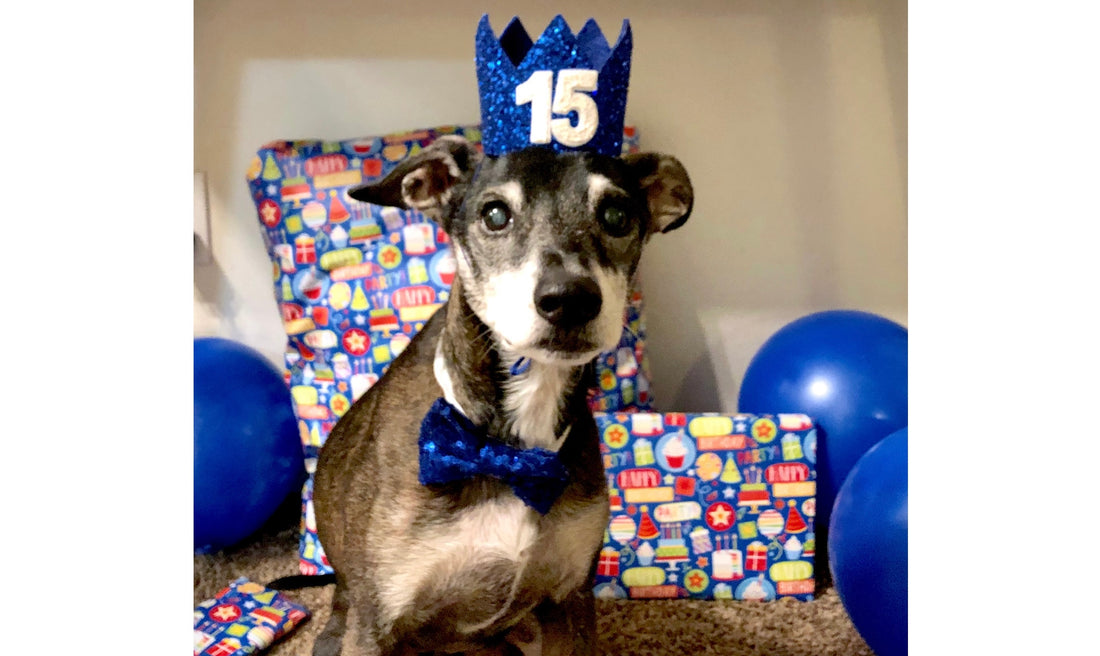 a photo of a small black and white dog at his doggy birthday party wearing a blue 15 birthday had with wrapped presents and blue balloons in the background