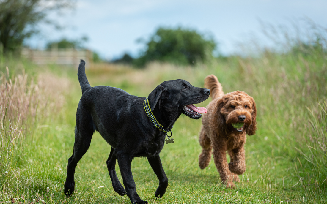 How to Read Your Dog's Body Language